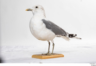 Common gull Larus Canus whole body 0004.jpg